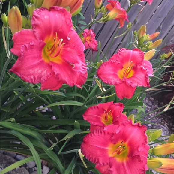 Meet your Posher, Candace - Picture 1 of 1